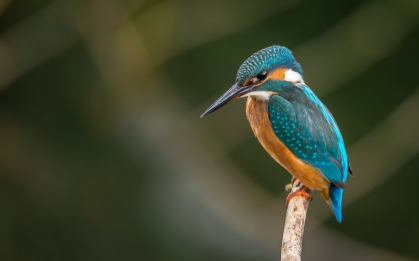 Conservation Group Launches Campaign to Protect Endangered Ecosystems