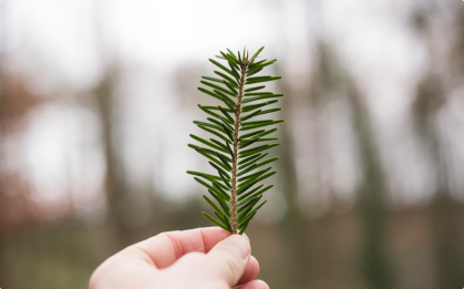 Develop Innovative Approach to Ecological Restoration